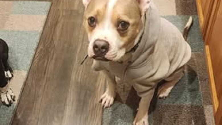 From Unadoptable to Unstoppable: Marley's Journey to a Forever Home