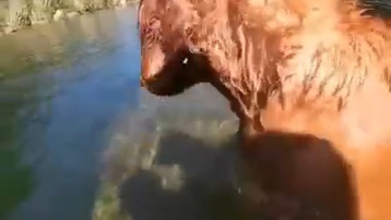 Golden Retriever Heroically Dives Underwater to Retrieve a Phone!