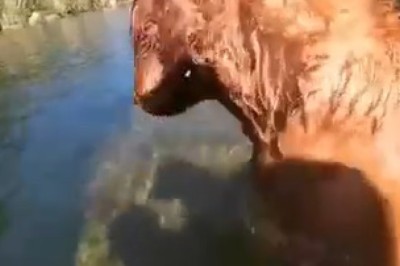 Golden Retriever Heroically Dives Underwater to Retrieve a Phone!