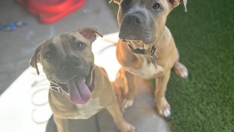 Help Miley and Miles Find Their Forever Home: Two Adorable Puppies Need You!