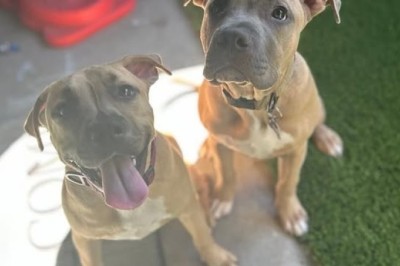 Help Miley and Miles Find Their Forever Home: Two Adorable Puppies Need You!