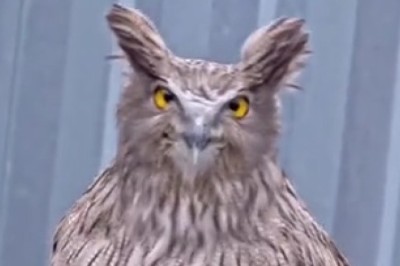 Majestic Owl Takes Center Stage!