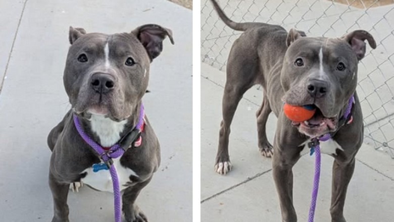 Meet Floppy: The Resilient Pup Searching for His Forever Home!