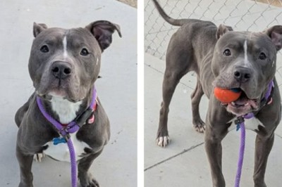 Meet Floppy: The Resilient Pup Searching for His Forever Home!