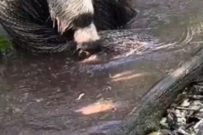 Watch This Cute Anteater Enjoy Bath Time!