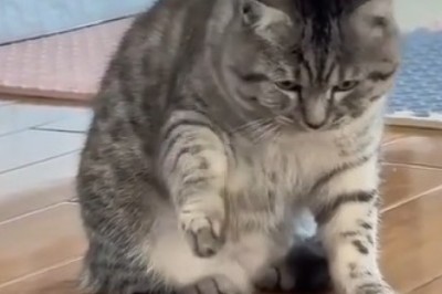 When Cats Just Can't Resist: The Froggy Standoff That Will Make You LOL!