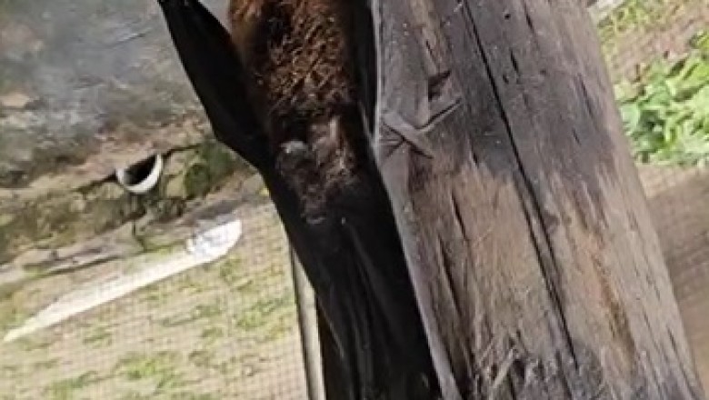 Nighttime Feast: Bat Dining in the Wild!