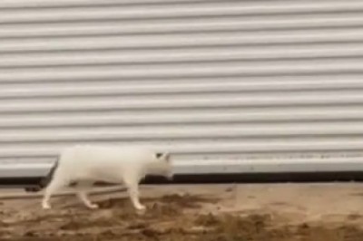 Surprised Cat Reacts: Watch This Adorable Shock!