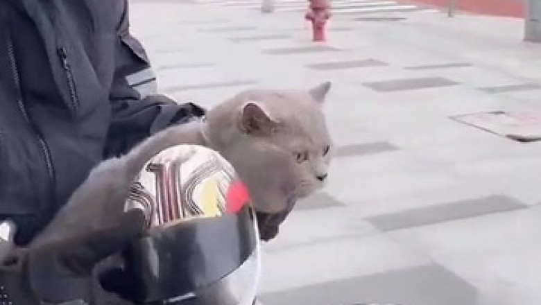 Coolest Cat on Two Wheels! Adorable Kitty Rocking a Motorcycle Helmet!