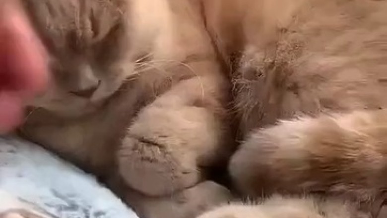 π΄ Forgetful Feline! Adorable Cat Falls Asleep and Forgets to... π±π€