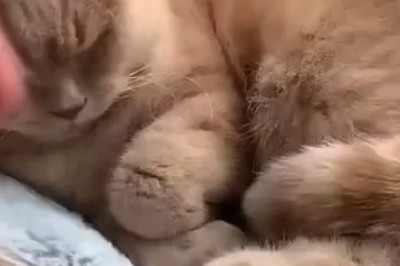 😴 Forgetful Feline! Adorable Cat Falls Asleep and Forgets to... 🐱💤