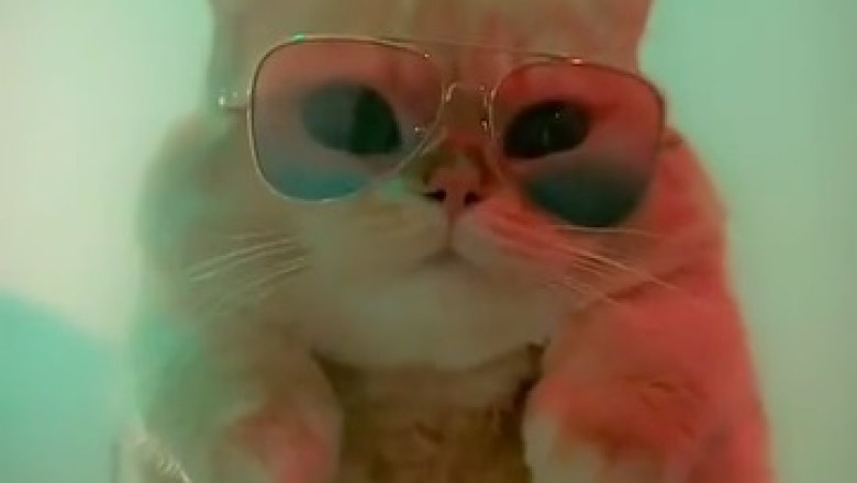๐ถ๏ธ Purr-fect Style! Cats Rocking Ray-Ban Sunglasses in the Coolest Way! ๐