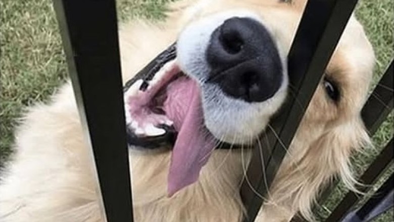 A Heartwarming Encounter: The Gentle Golden Retriever Behind the "Beware of the Dog" Sign