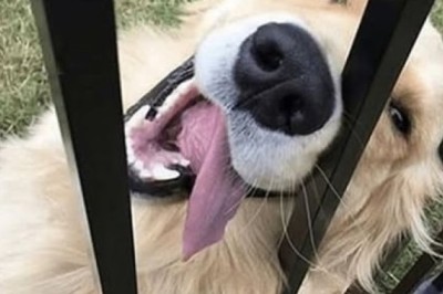 A Heartwarming Encounter: The Gentle Golden Retriever Behind the