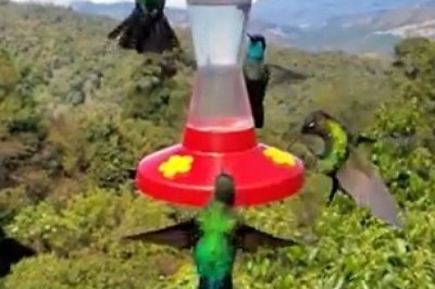 Adorable Birds Quenching Their Thirst: A Nature’s Delight!