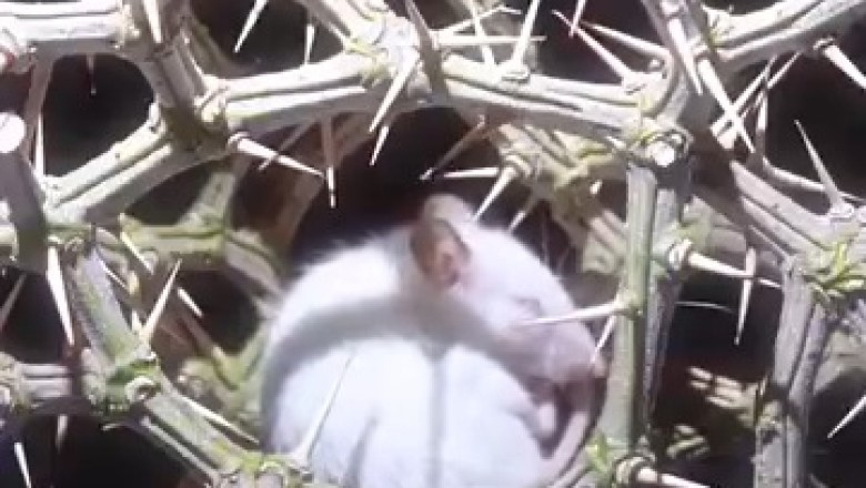 Adorable Mouse Having a Nightmare? You Have to See This! 🐭💤