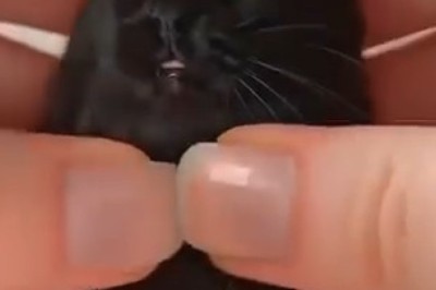 Black Cat-Shaped Dough: The Purr-fect Baking Surprise! πΎπ