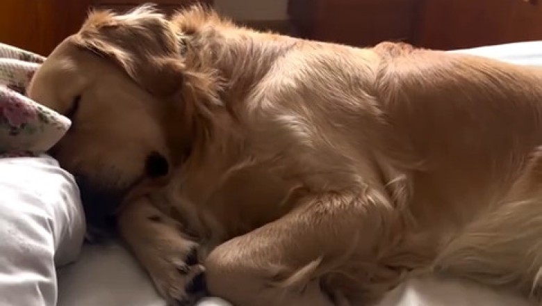 Dreaming Big: Adorable Dog Snoozes in a Winter Wonderland!