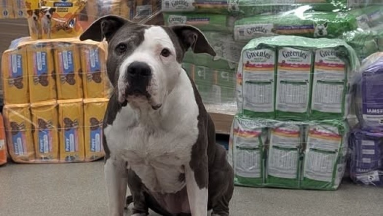 Easing the Financial Strain: Community Pet Food Pantry to the Rescue
