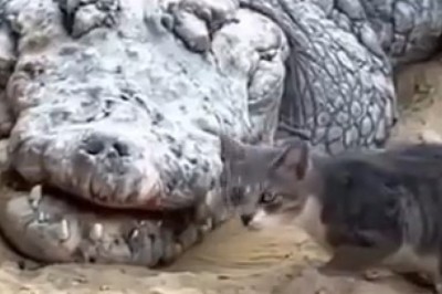 Epic Showdown: Cat vs. Crocodile!