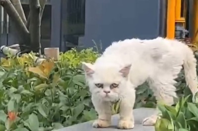 From Struggle to Snuggles: Watch This Brave Cat's Inspiring Recovery Journey!