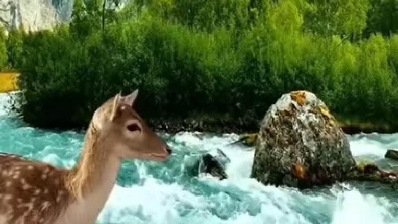 Graceful Gazelles: Nature's Agile Dancers in the Wild!