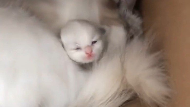 Heartwarming Moments: A Wonderful Cat and Her Adorable Kittens!