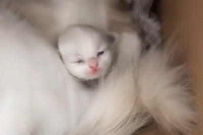 Heartwarming Moments: A Wonderful Cat and Her Adorable Kittens!