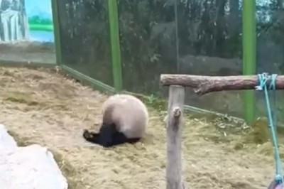 Hilarious Panda Moments That Will Make You Laugh Out Loud!