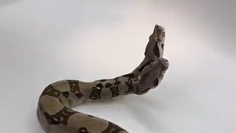 Incredible Two-Headed Snake Found! Nature's Most Unbelievable Creature!