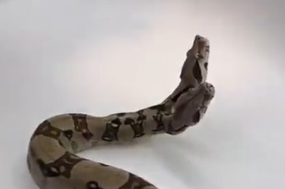 Incredible Two-Headed Snake Found! Nature's Most Unbelievable Creature!