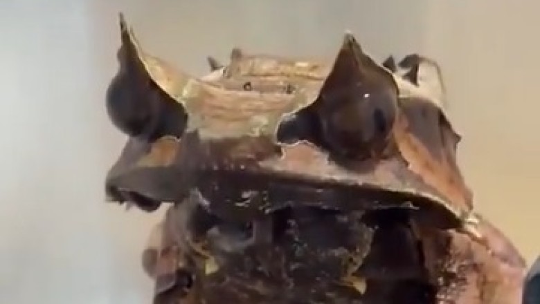 Incredible Wild Frog Hunts: Nature's Master of Camouflage!