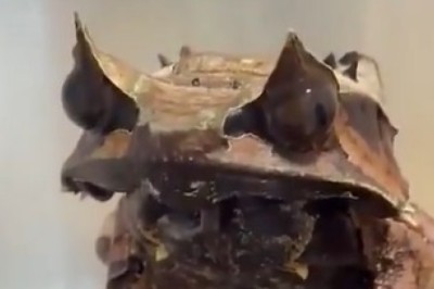 Incredible Wild Frog Hunts: Nature's Master of Camouflage!