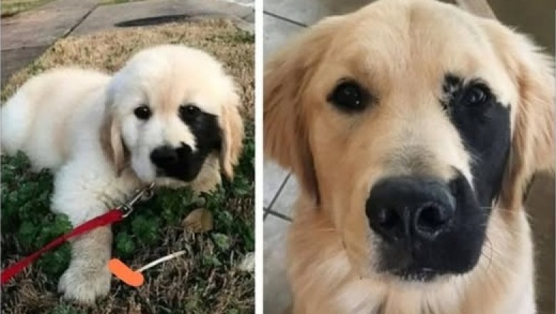 Meet Enzo: The Rarest Golden Retriever with Heartwarming Freckles