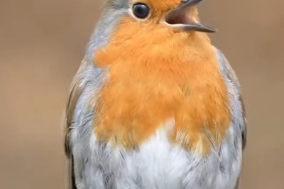 Meet the Most Beautiful Bird You've Ever Seen!