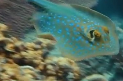 Meet the Mystical Creatures of the Deep: Exploring the Ocean's Hidden Wonders!