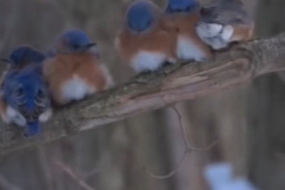 Mesmerizing Birds in Nature: A Beautiful Avian Spectacle!