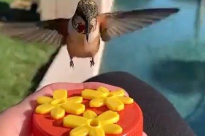Sipping Serenity: Watch This Bird Enjoy a Refreshing Drink!
