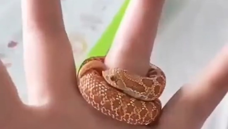 Stunning Women's Snake Ring: The Must-Have Accessory of the Year! 🐍💍