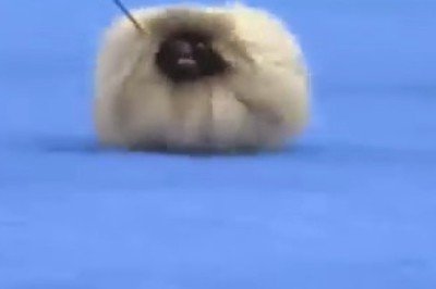 The Fluffiest Hairy Cats You’ve Ever Seen! 🐾✨ Prepare for Cuteness Overload!