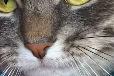 The Great Cat Chronicles: Epic Feline Adventures!