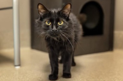 Transforming Lives: The Animal Foundation and GiveLitter™ Partnership