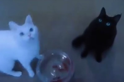 Two Adorable Kittens Having a Splash-tastic Time! π±π§ Before the Water Fun!