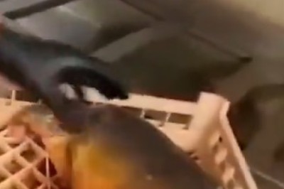 Unbelievable Strange Fish You've Never Seen: Nature's Oddities Revealed!