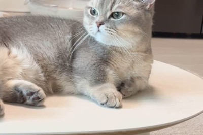 Unleash the Roar: Cats with a Lion Mentality that Will Leave You in Awe!