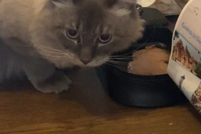 Watch This Hilarious Cat Devour Its Food Like a Pro – You Won't Believe the Mess!