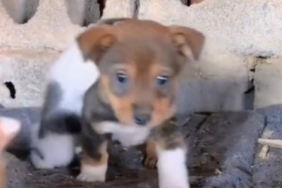 Why Small Dogs and Cats Think Their Food is Everything! 🐶🐱