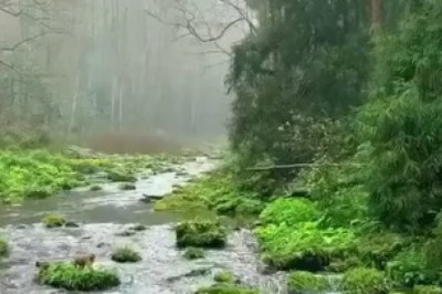 Wild Monkey Encounters: Adorable Moments in Nature You Can't Miss!