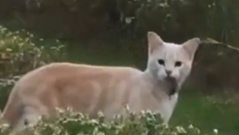 You Won't Believe This Cat Caught a Snake!