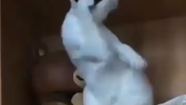 You Won't Believe What This Cat is Doing! ๐๐บ Caught in the Act!